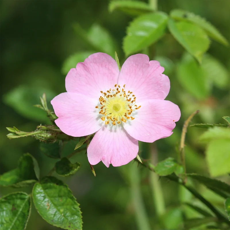 Duftende Wildrose