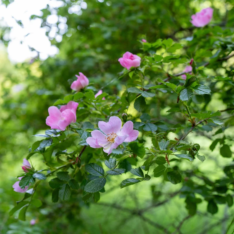Duftende Wildrose
