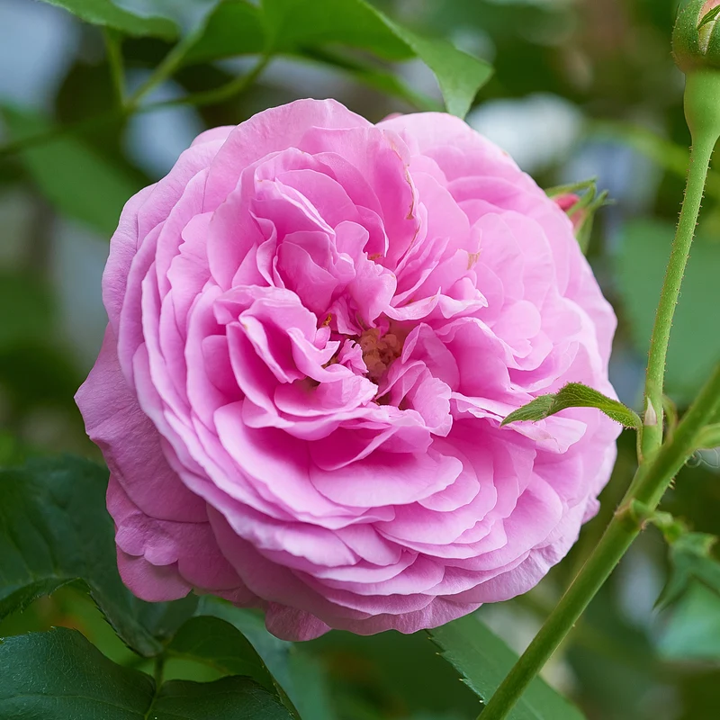 Historische Rose ‘Louise Odier’