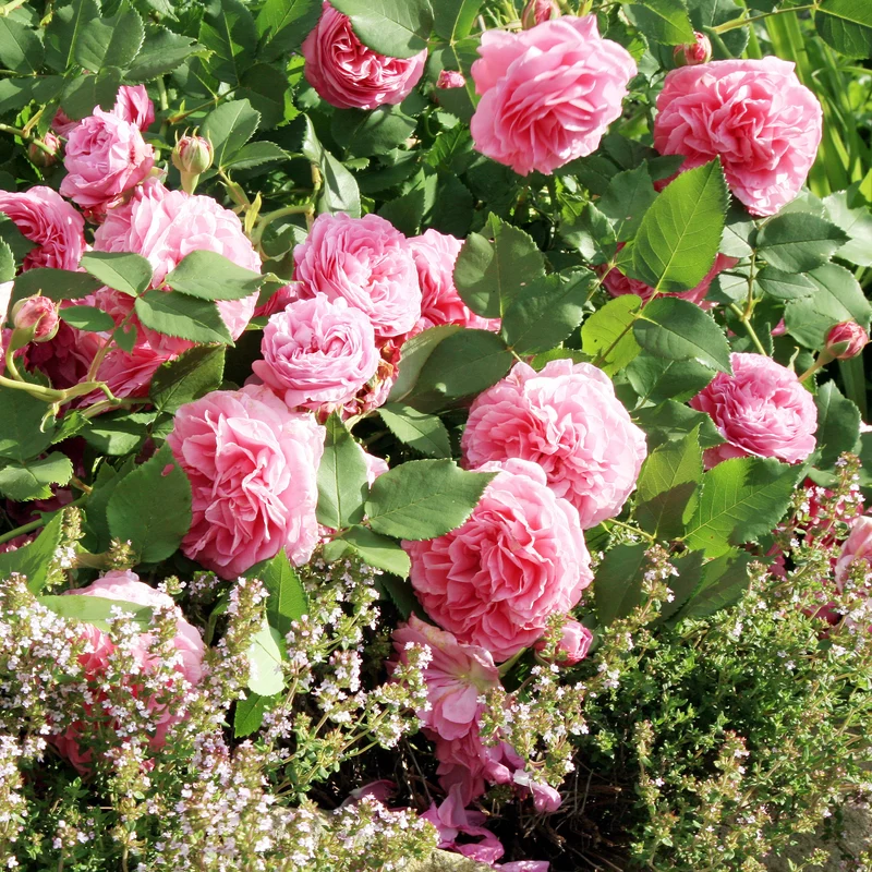 Historische Rose ‘Louise Odier’