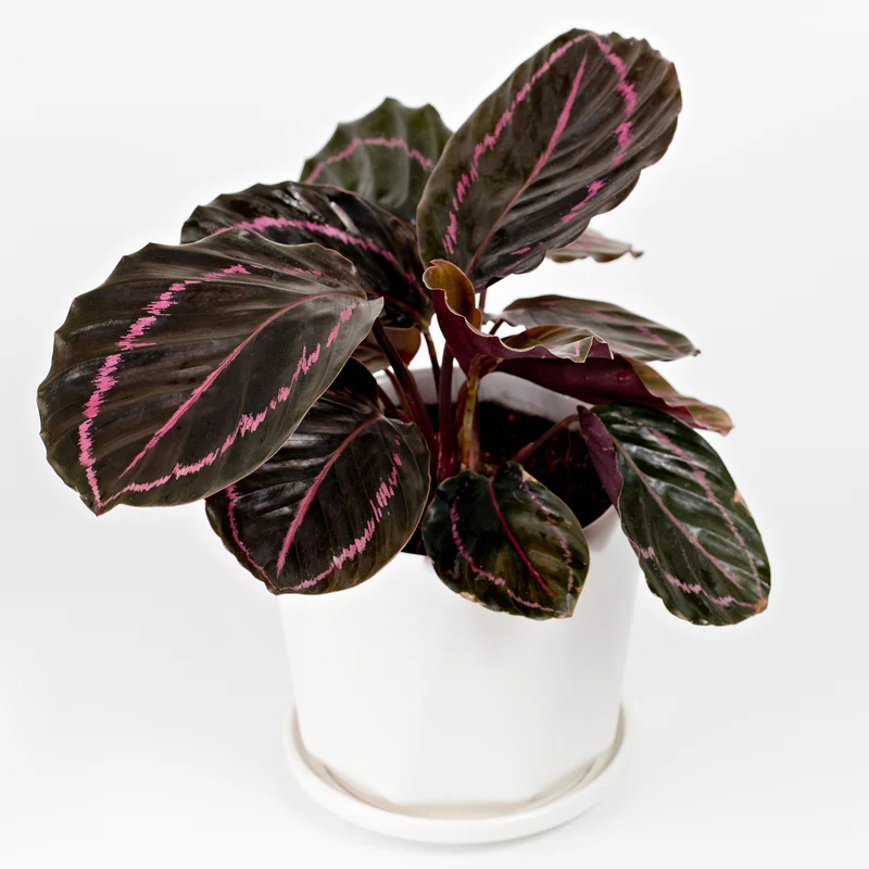 Korbmarante ‘Dottie’