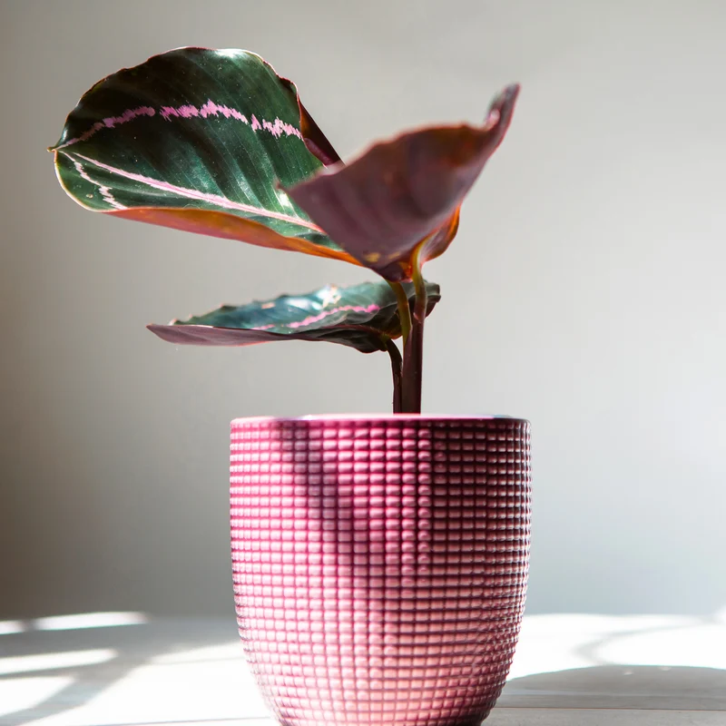 Korbmarante ‘Dottie’
