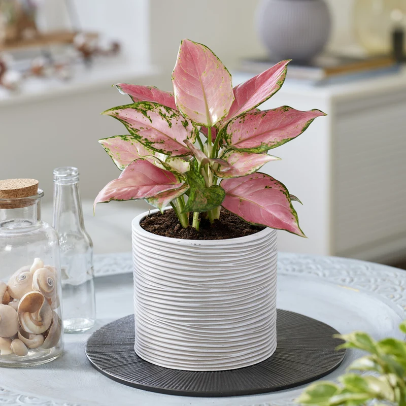 Aglaonema ‘Pink Star’