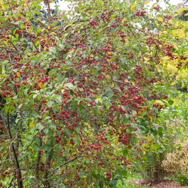 Zierapfel ‘Evereste’