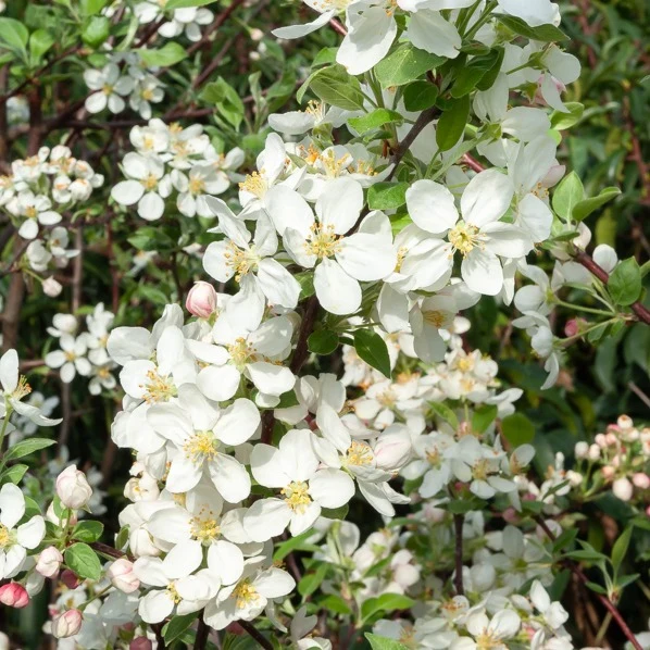 Zierapfel ‘Evereste’