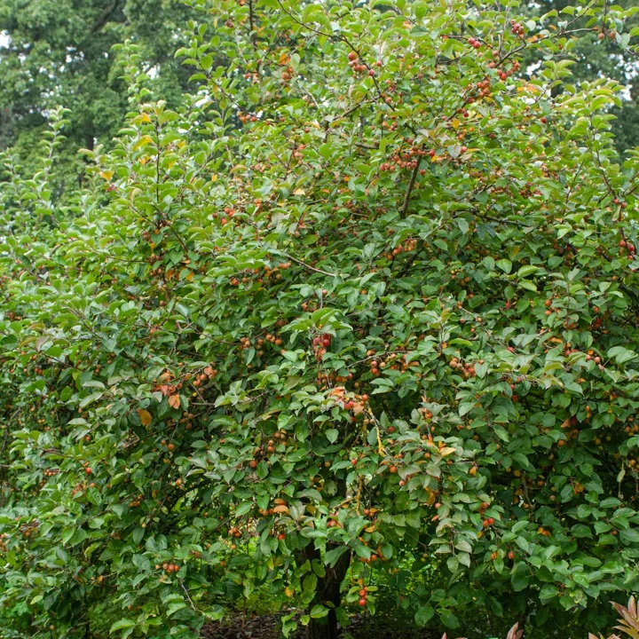 Zierapfel ‘Evereste’