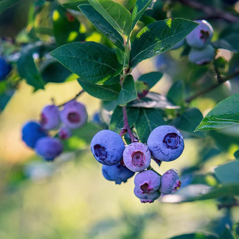 Heidelbeere ‚Bluecrop‘