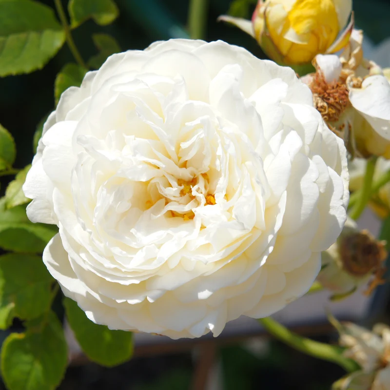 Englische Rose ‘Claire Austin’®