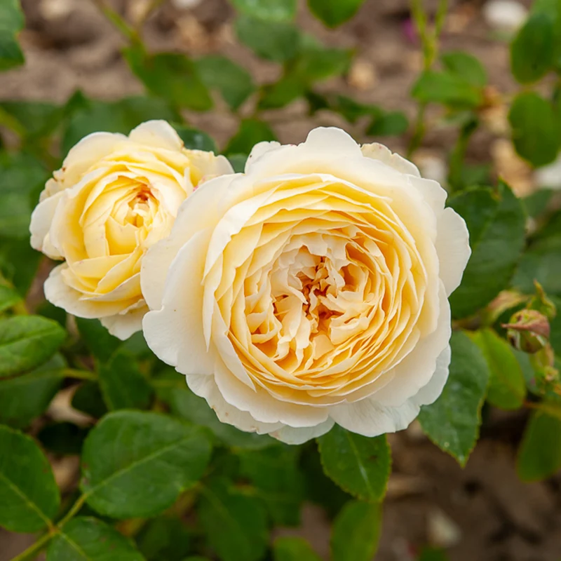 Englische Rose ‘Claire Austin’®