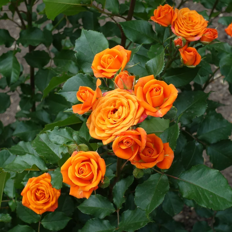Strauchrose orange