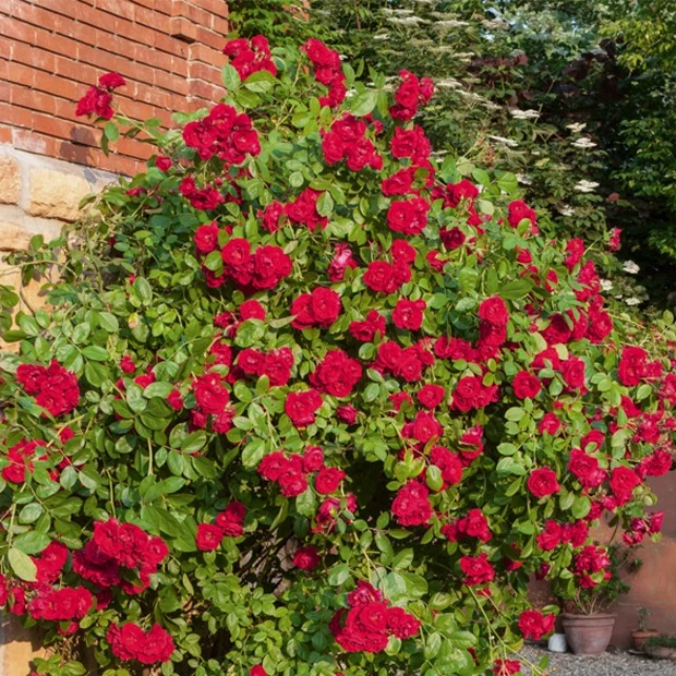 Kletterrose rot