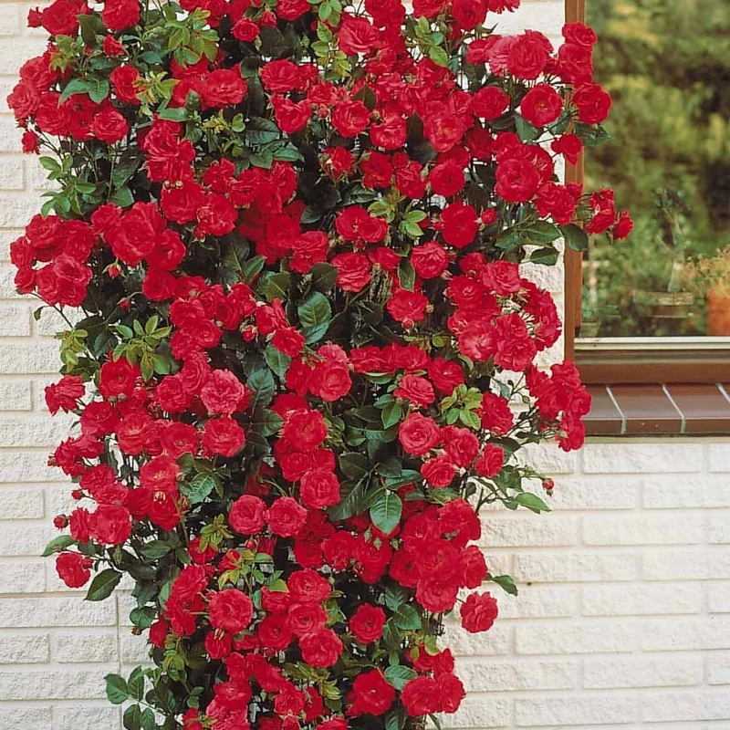 Kletterrose rot