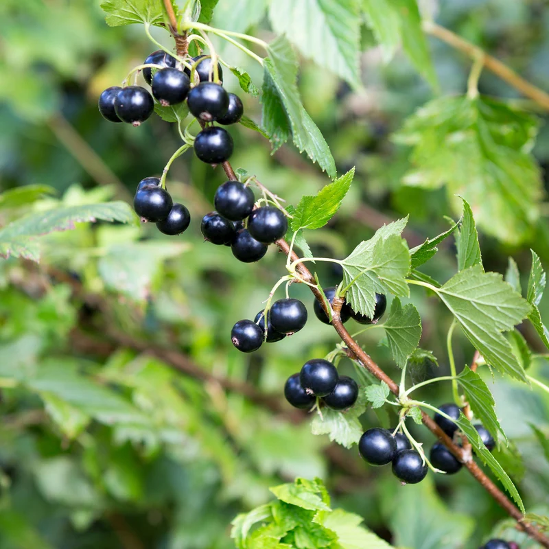 Schwarze Johannisbeere auf Stamm ‘Titania’