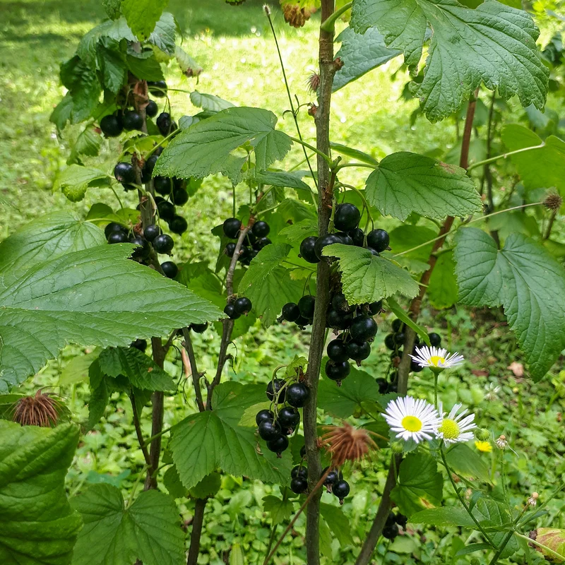 Schwarze Johannisbeere auf Stamm ‘Titania’