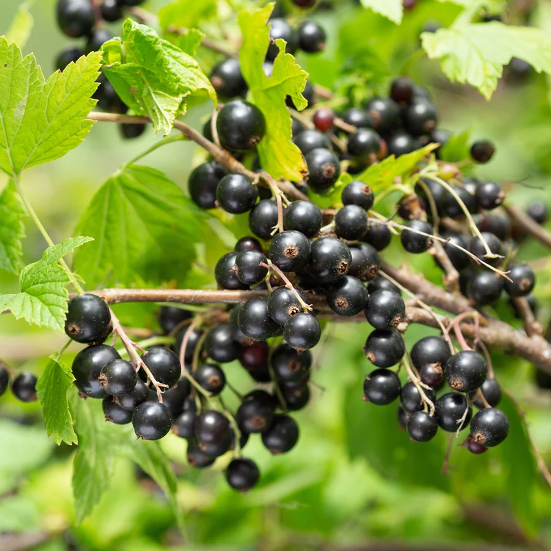 Schwarze Johannisbeere auf Stamm ‘Titania’