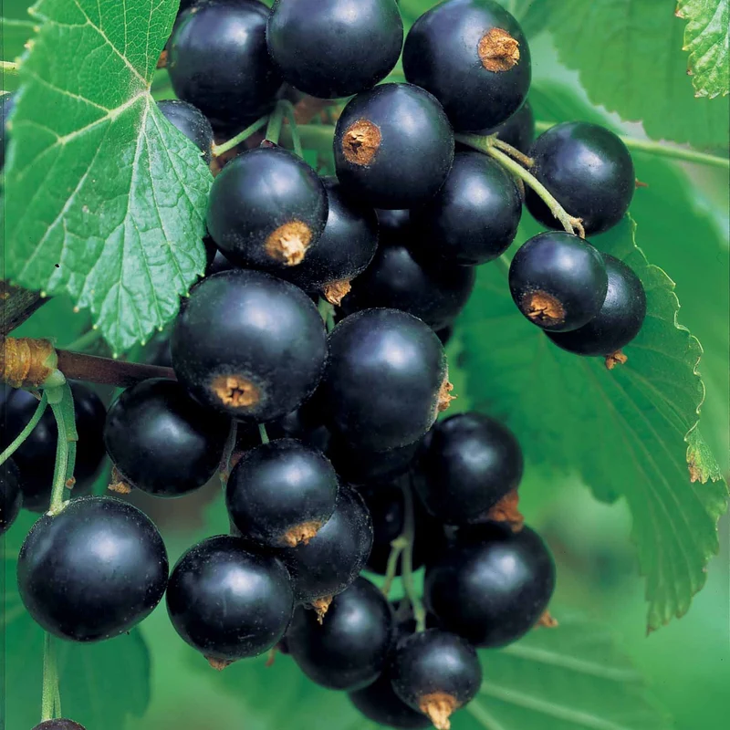 Schwarze Johannisbeere auf Stamm ‘Titania’