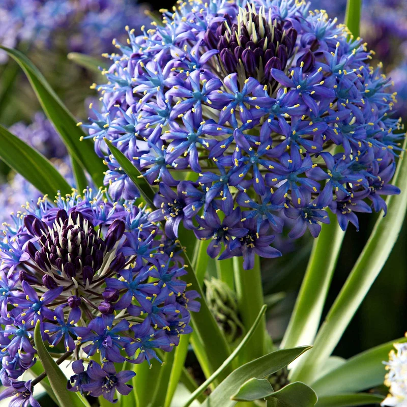 Peruanischer Blaustern Mischung 'Peruviana Mix' (x2)