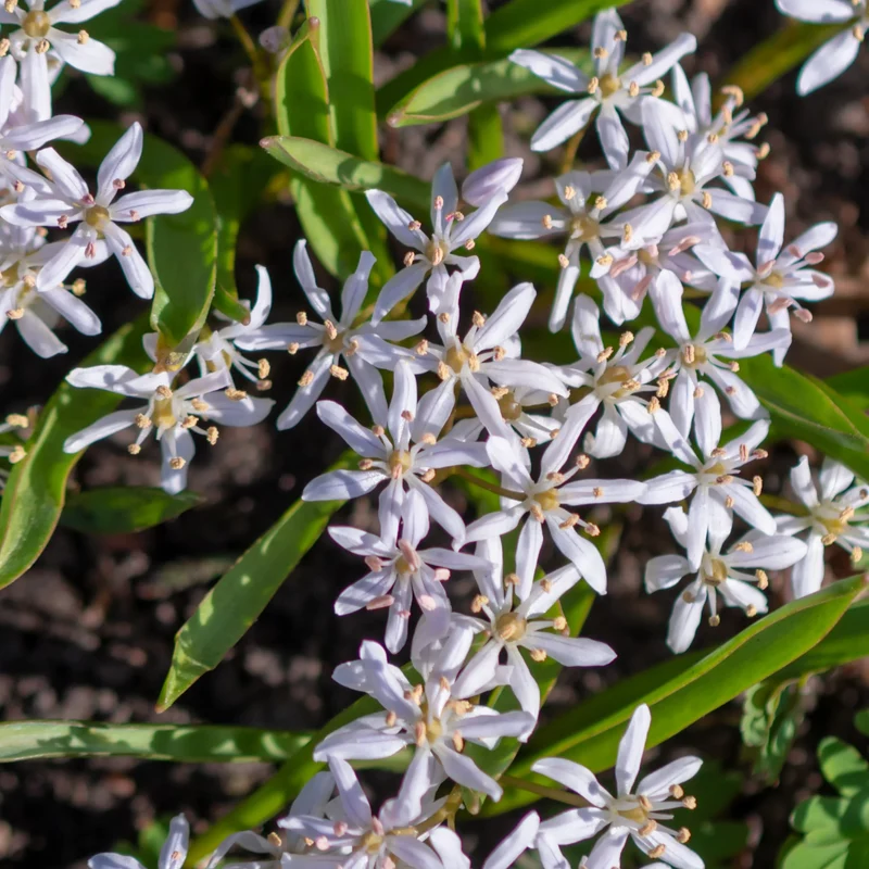 Rosafarbener Zweiblättriger Blaustern (x10)