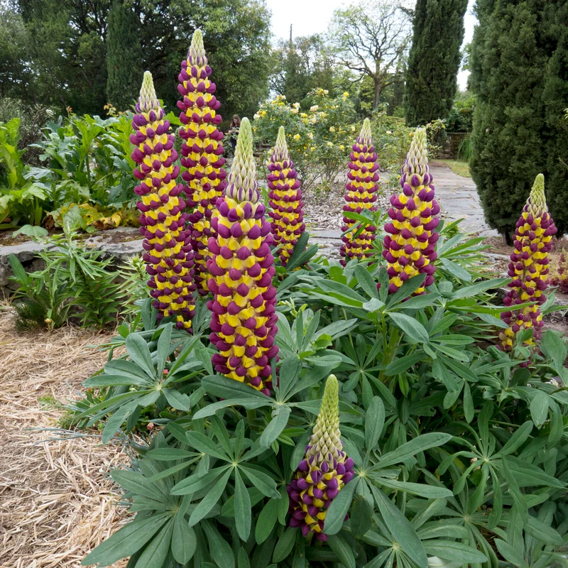 Lupine Manhattan Lights