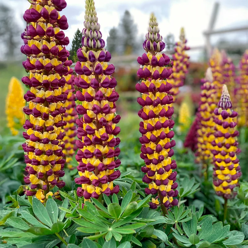Lupine Manhattan Lights