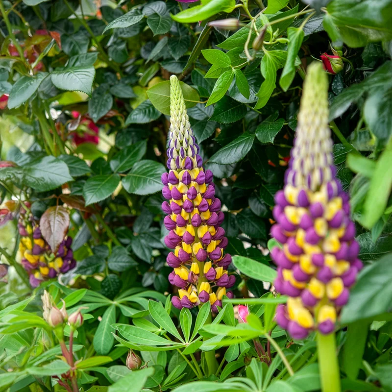 Lupine Manhattan Lights