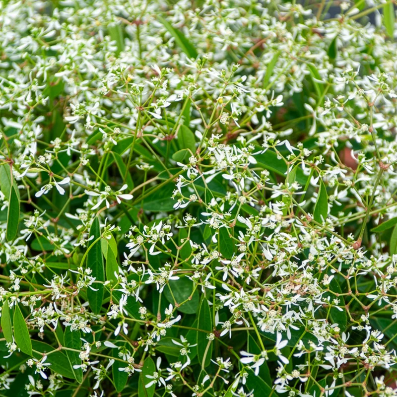 Zauberschnee Diamond Frost