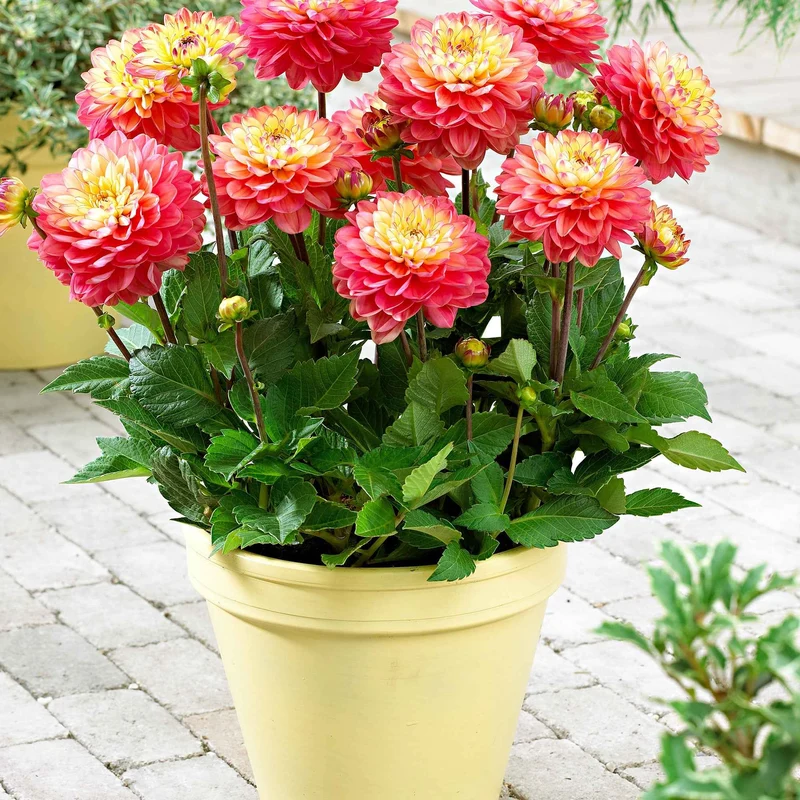 Dahlie 'Melody Allegro' (x3)
