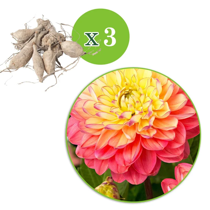 Dahlie 'Melody Allegro' (x3)
