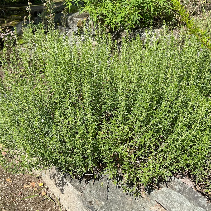 Bohnenkraut