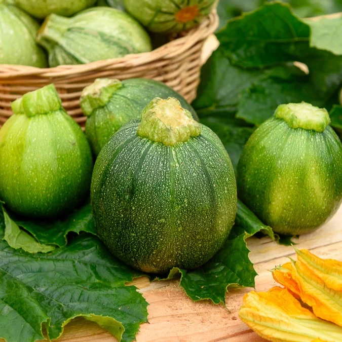 Zucchini Eight Ball F1