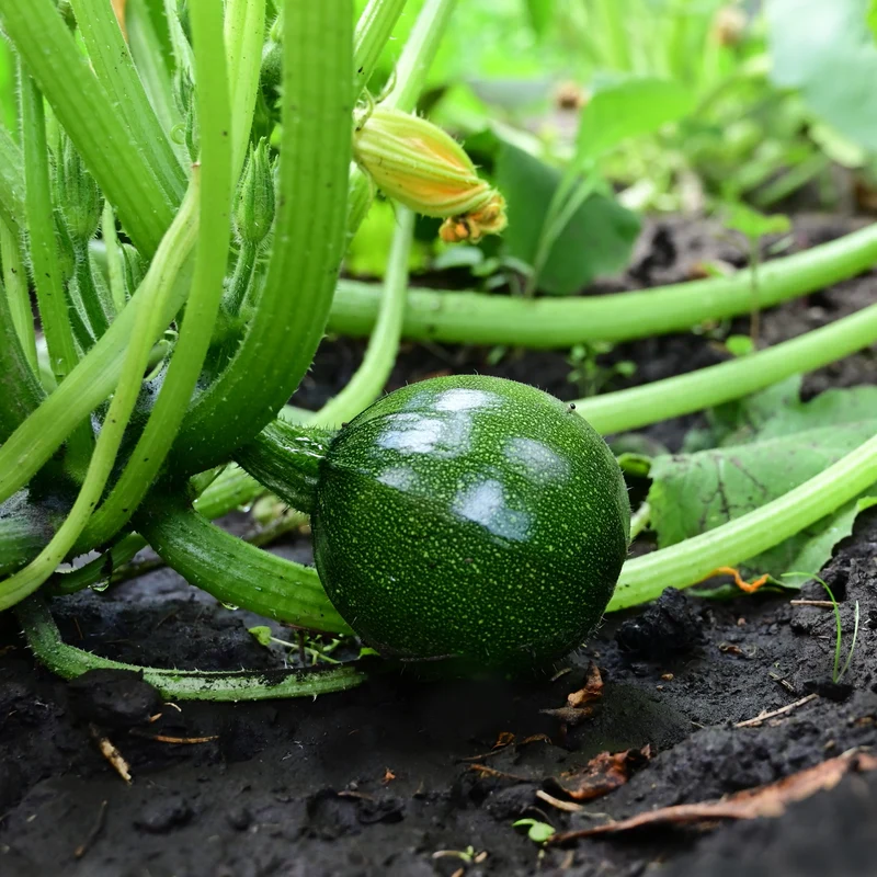 Zucchini Eight Ball F1