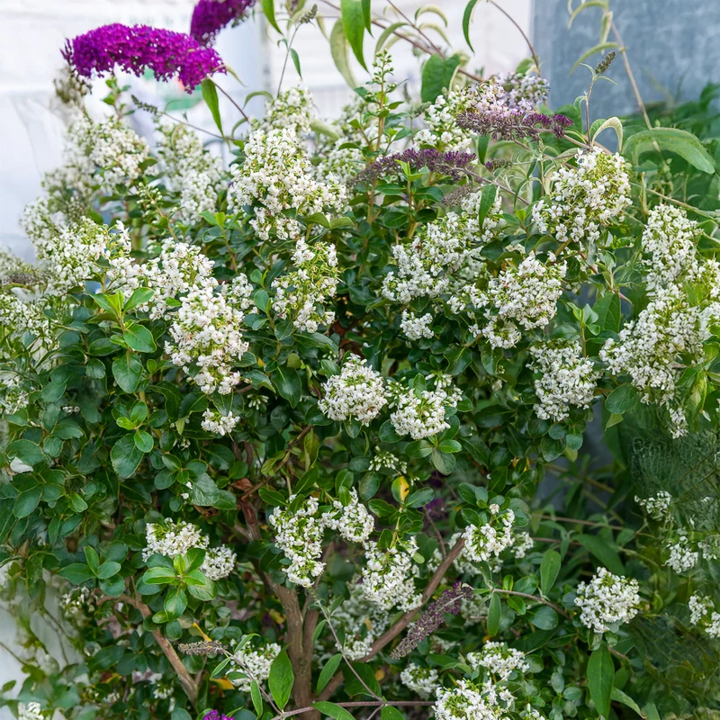 Andenstrauch ‘Iveyi’