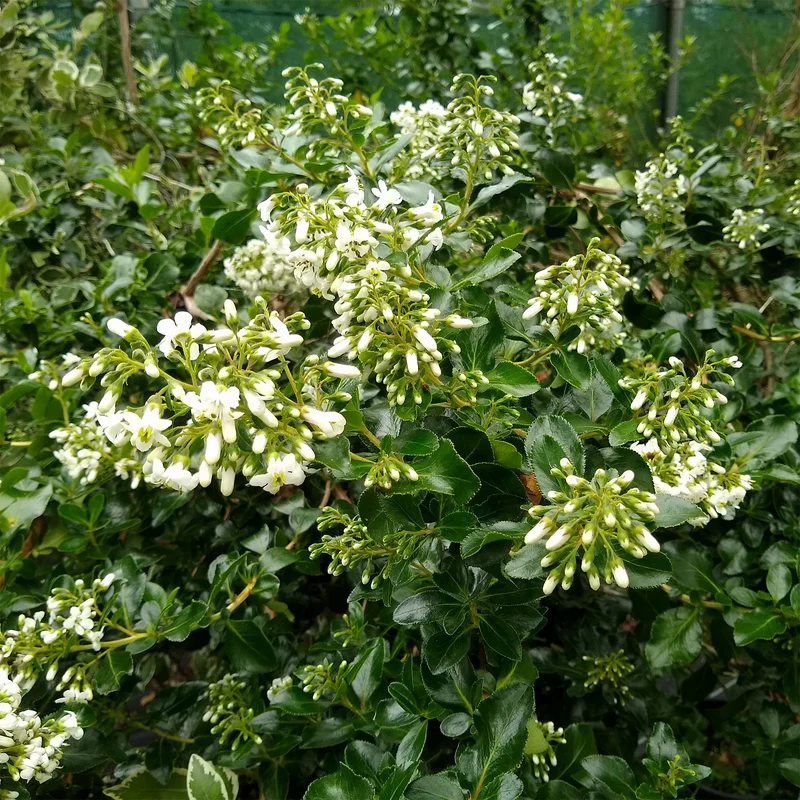 Andenstrauch ‘Iveyi’