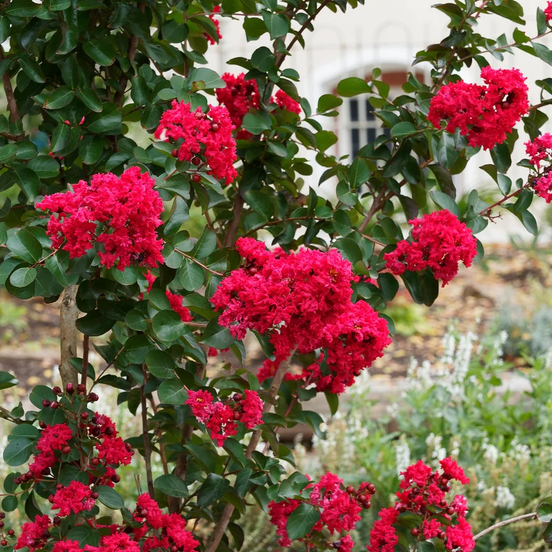 Kreppmyrte 'Red Rocket'