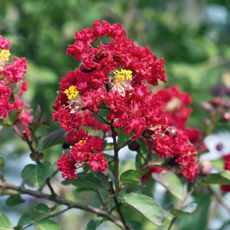 Kreppmyrte 'Red Rocket'