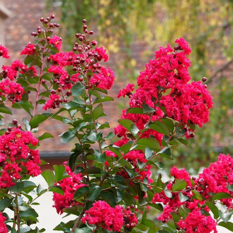 Kreppmyrte 'Red Rocket'