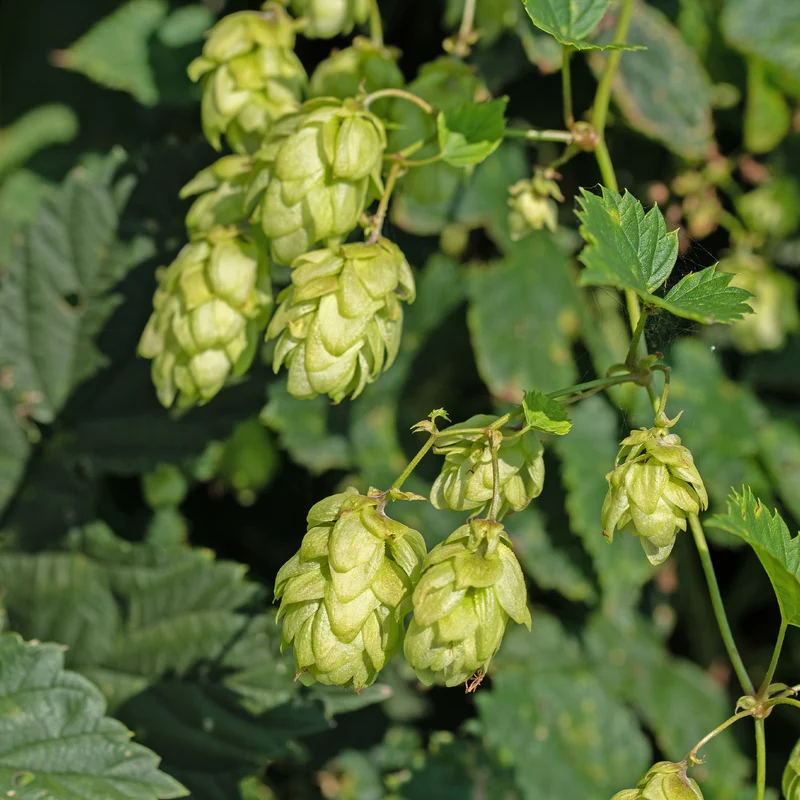 Echter Hopfen ‘Prima Donna’®