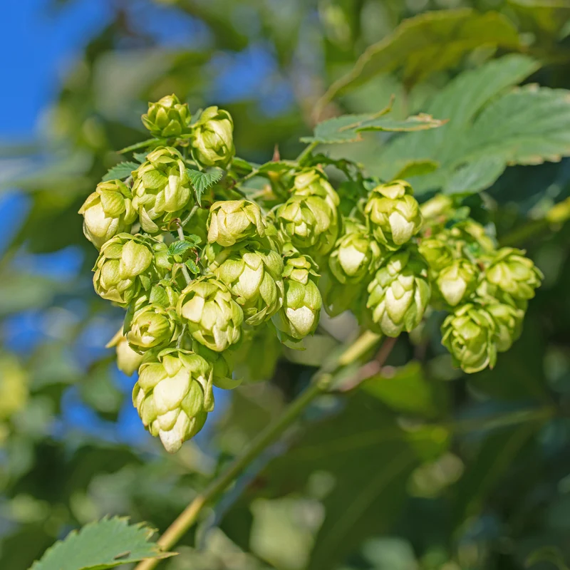 Echter Hopfen ‘Prima Donna’®