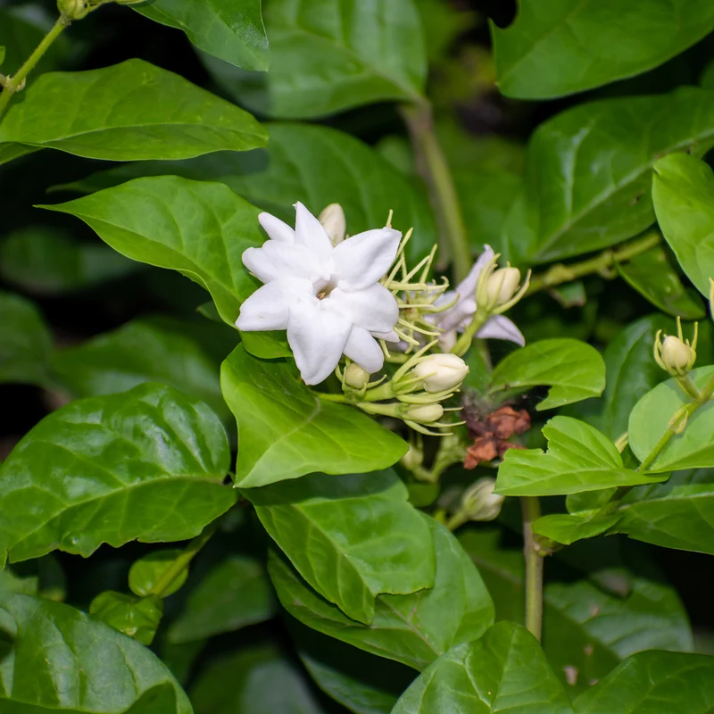 Arabischer Jasmin