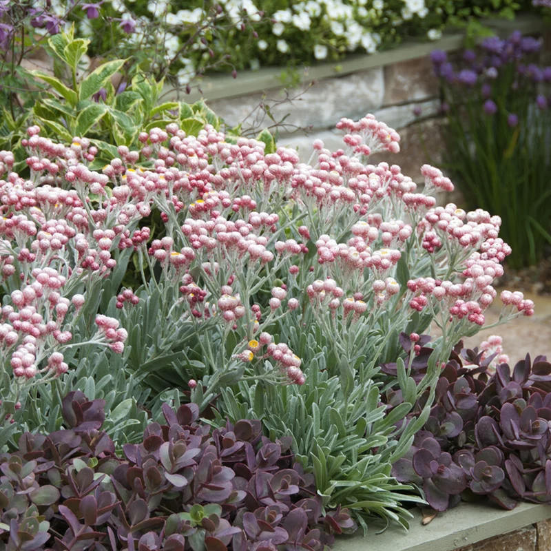 Currykraut ‘Ruby Cluster’®