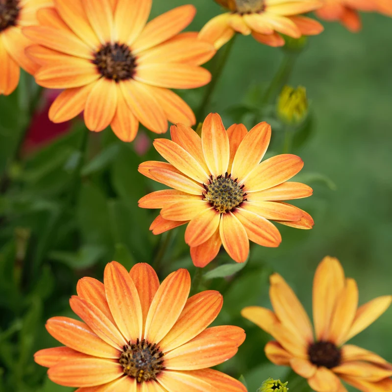 Kapmargerite orange