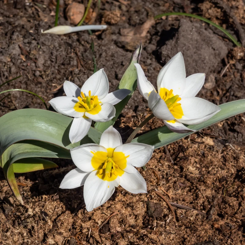 10 Botanische Tulpen Polychroma