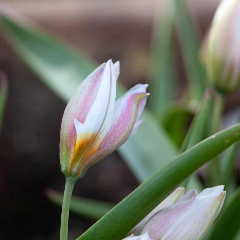 10 Botanische Tulpen Polychroma