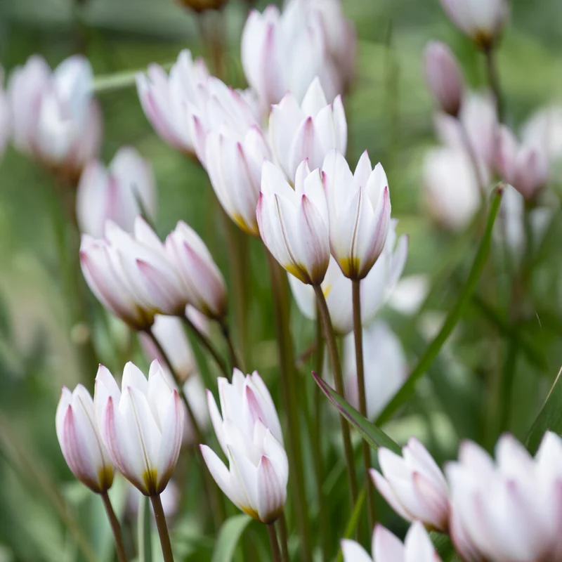 10 Botanische Tulpen Hilde