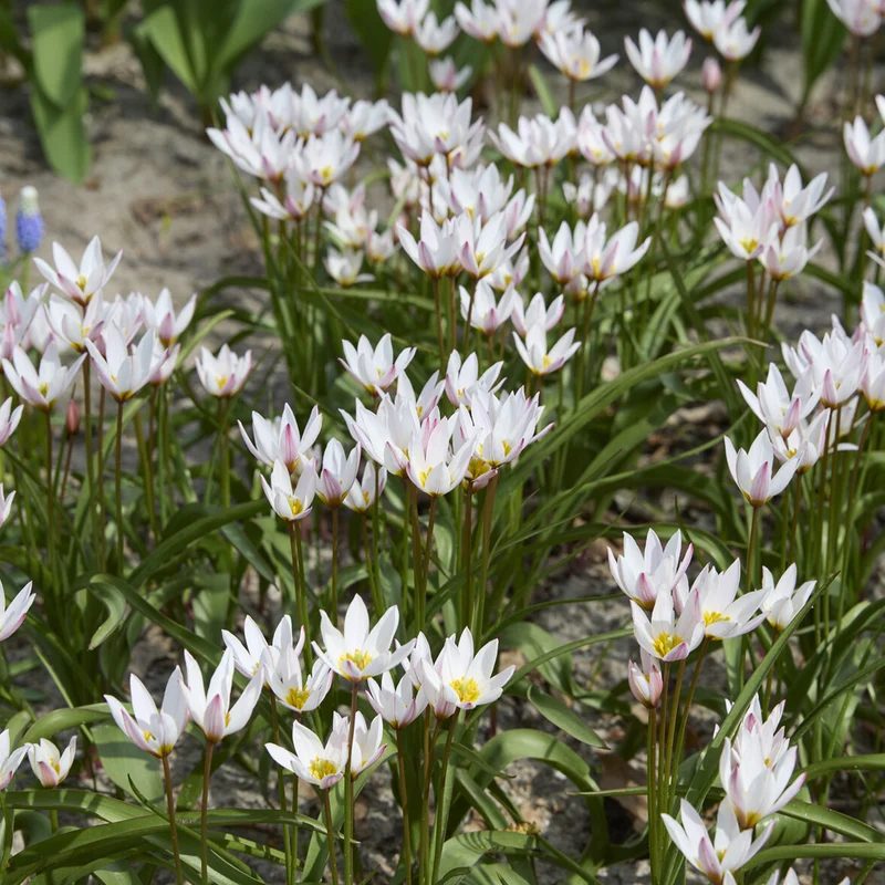 10 Botanische Tulpen Hilde