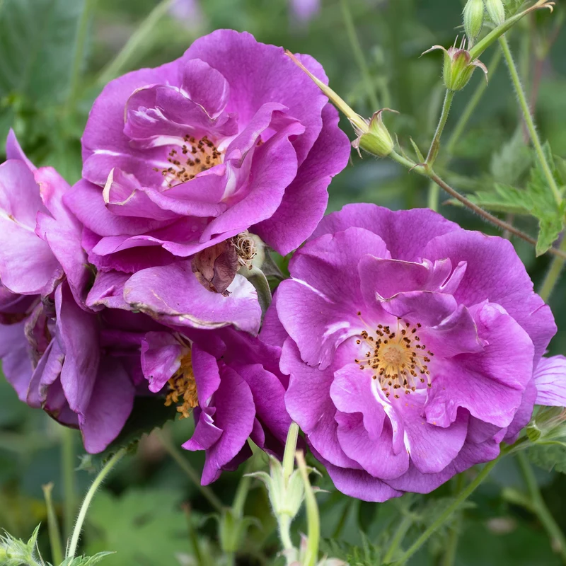 Beetrose ‘Rhapsody in Blue’®