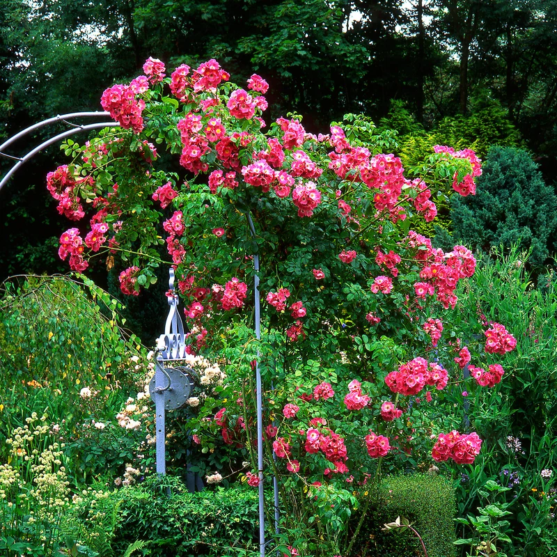 Ramblerrose American Pillar