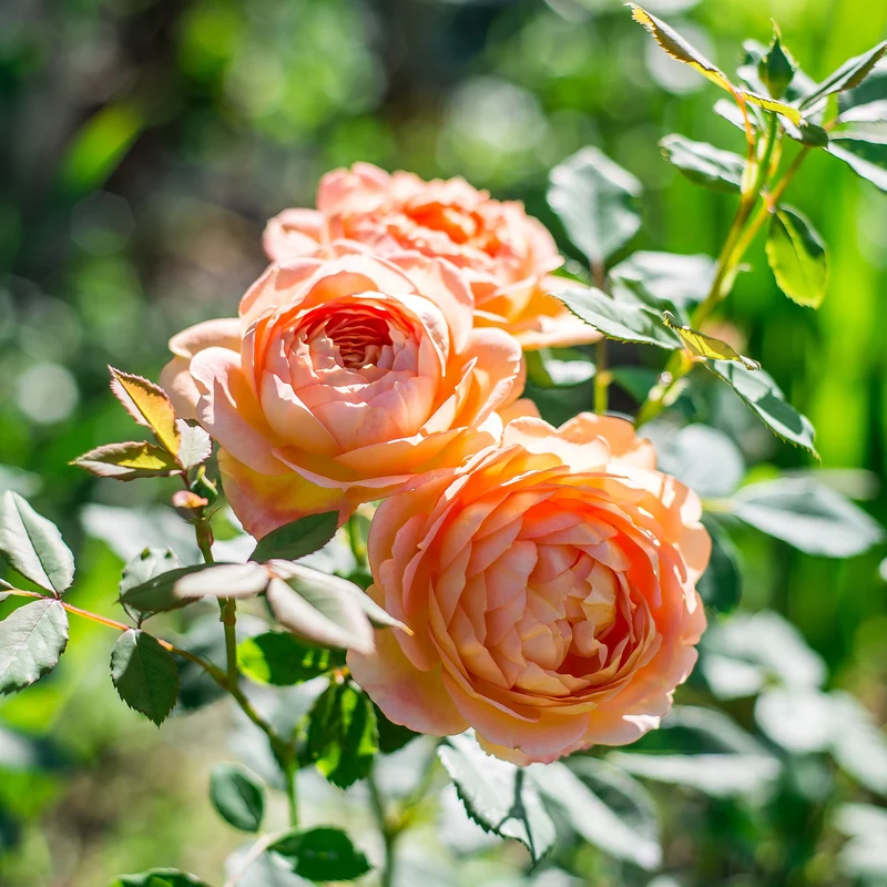 Englische Rose 'Lady of Shalott'®