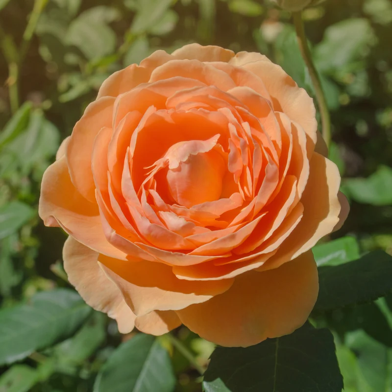 Englische Rose 'Lady of Shalott'®