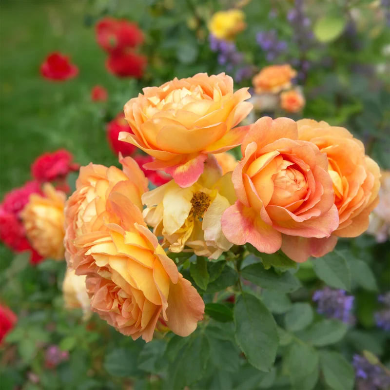Englische Rose 'Lady of Shalott'®